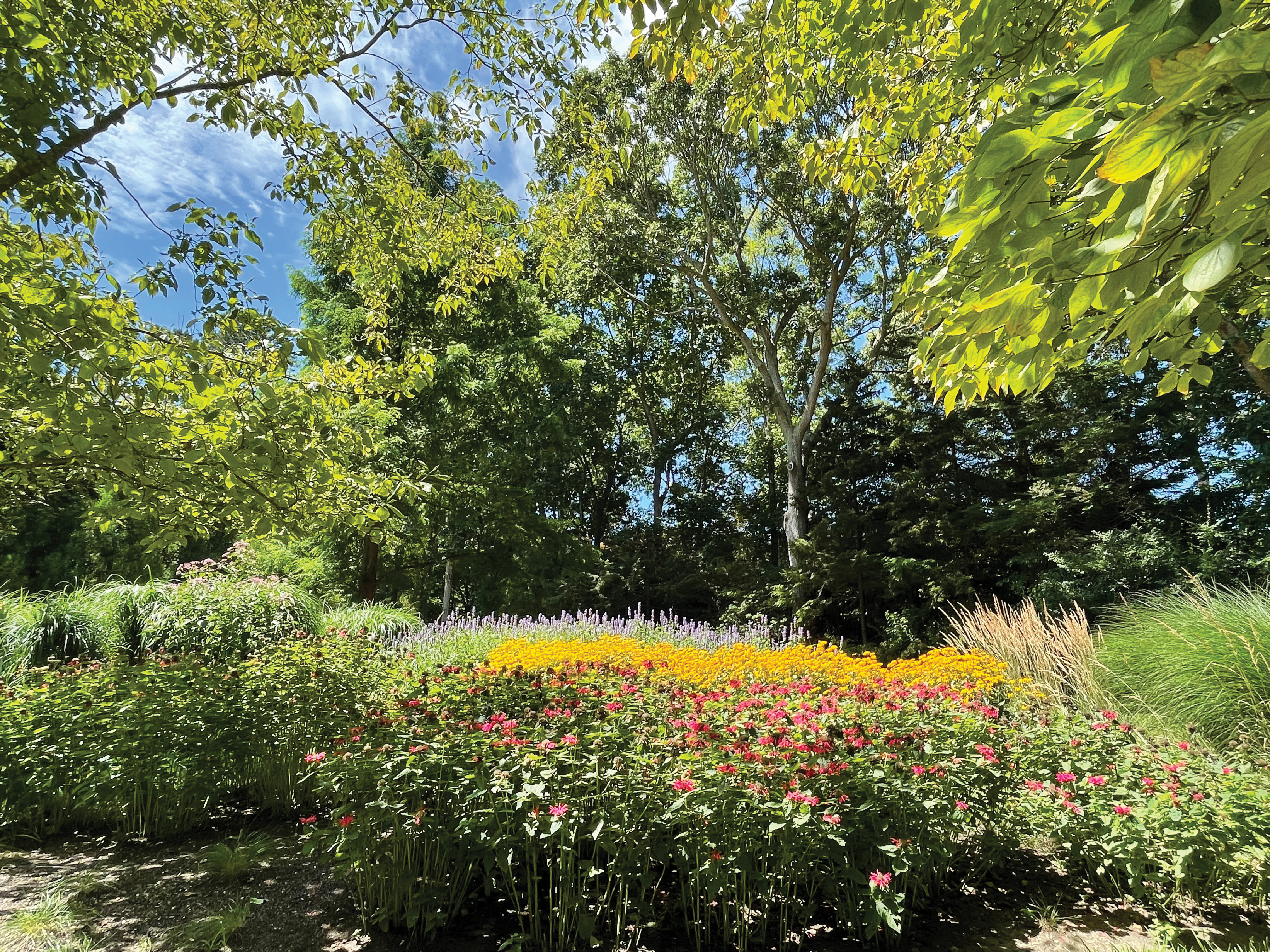 Perennial Garden In Summer